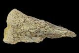 Fossil Pterosaur (Pteranodon) Phalange Section- Kansas #115222-1